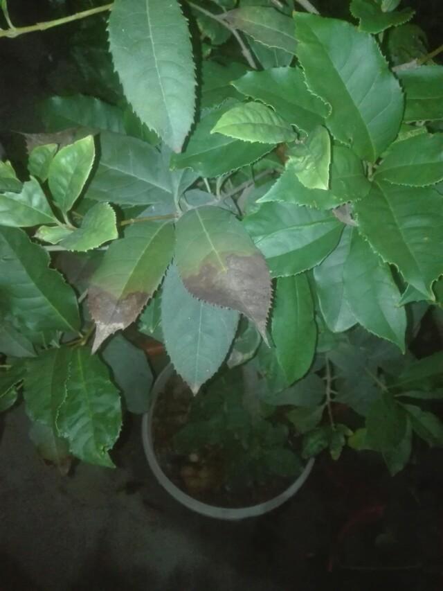 头条问答 - 桂花树叶从买了以后出现叶子从叶尖开始出现锈色逐步变枯