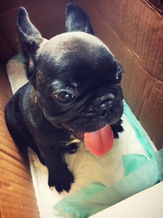 头条问答 家里养斗牛犬 繁殖可不可行 吴弘鹏的回答 0赞