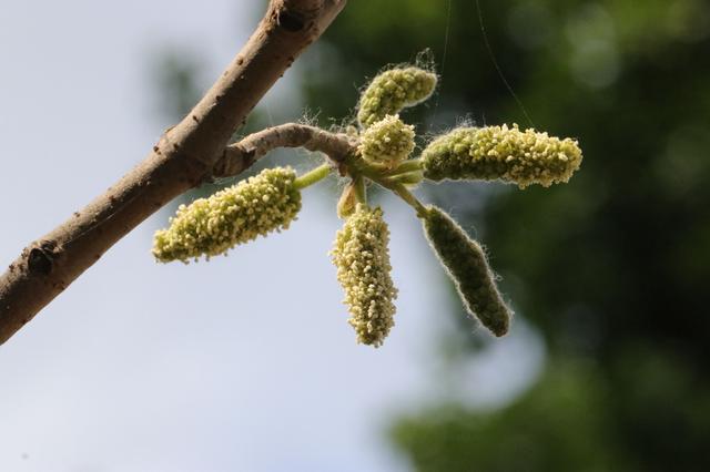 长芒杜英果实能吃吗:有谁知道这是什么植物的果实，粘粘的？