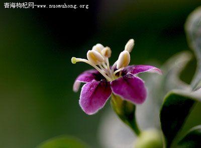 悟空问答 枸杞子树开什么颜色的花 11个回答