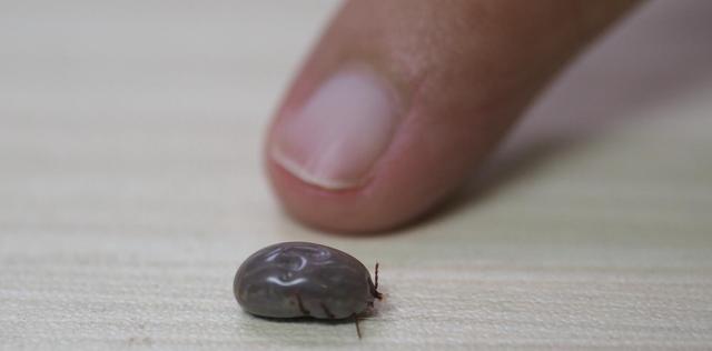 狗子有蜱虫用什么药处理，狗狗身上有蜱虫，现在家里面也发现蜱虫，有什么防治的药水吗