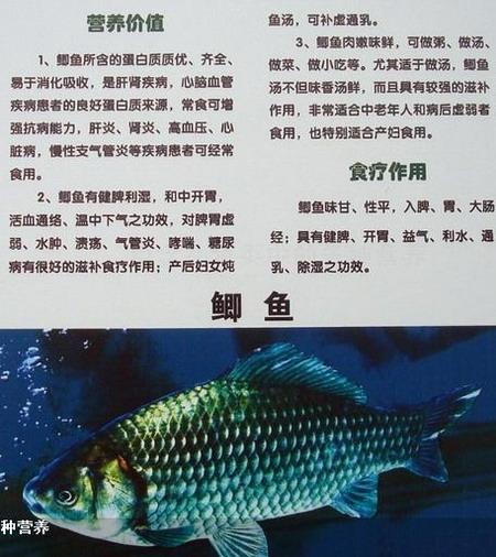 黑鳍蛇鲭红眼睛:鲫鱼有什么营养价值？什么样的人千万不能吃鲫鱼？
