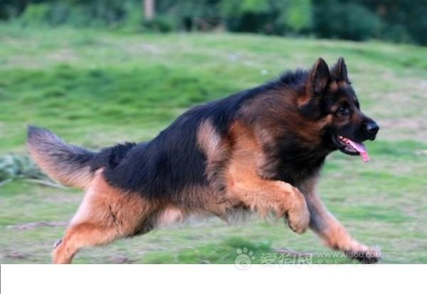 蓝湾牧羊犬打架视频:德国牧羊犬是不是都很凶？ 东德牧羊犬打架视频