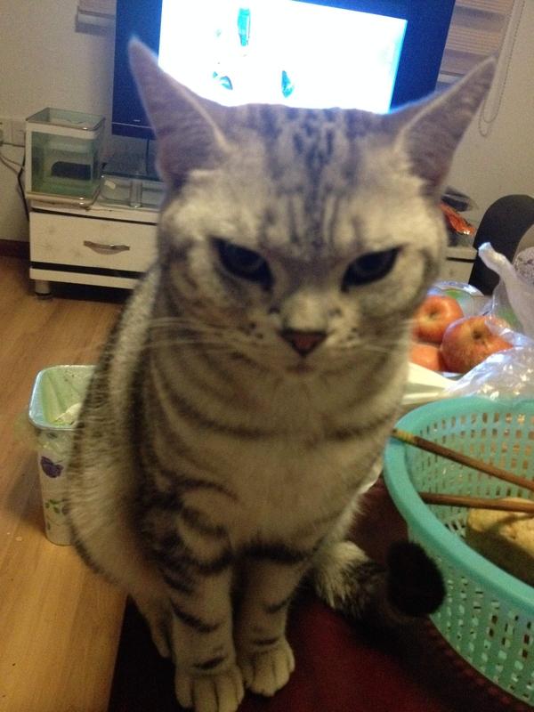哪种猫咪比较温顺听话？