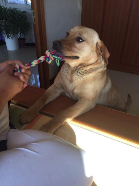 金毛巡回猎犬照片:拉布拉多和金毛犬之间怎么选择？ 金毛猎犬的照片