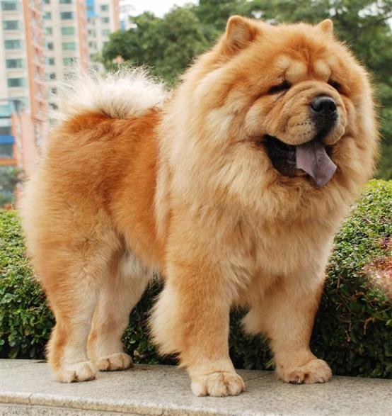 班克尔犬 蒙古獒:蒙古獒是一种优秀的猎犬吗？为什么？