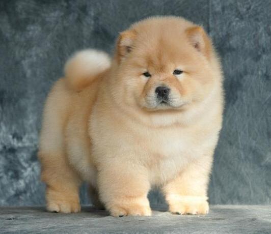 班克尔犬 蒙古獒:蒙古獒是一种优秀的猎犬吗？为什么？