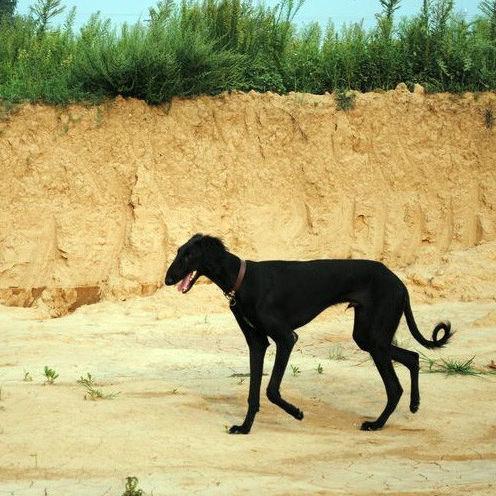 班克尔犬 蒙古獒:蒙古獒是一种优秀的猎犬吗？为什么？