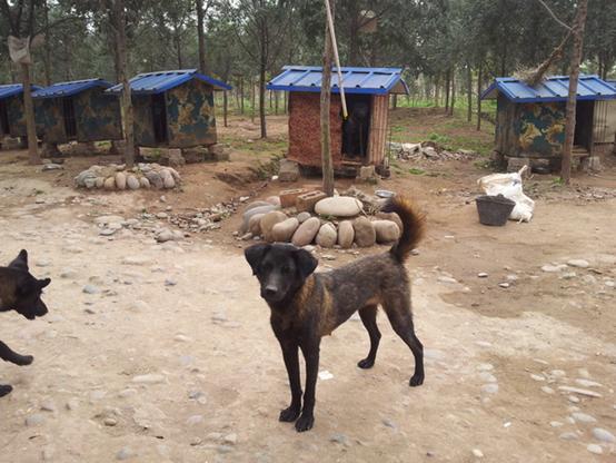 中国福犬:中国有哪些比较有名的狗狗？ 中国福犬图片价格