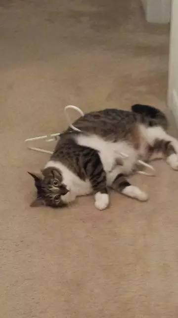 猫咪吃西瓜动图:你家猫咪有哪些特别的癖好？
