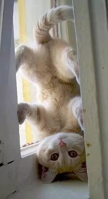 猫咪吃西瓜动图:你家猫咪有哪些特别的癖好？