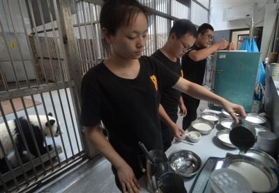 宠物小熊猫:什么动物比大熊猫还会卖萌？