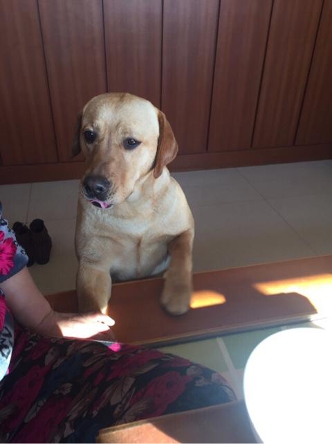 金毛巡回猎犬照片:拉布拉多和金毛犬之间怎么选择？ 金毛猎犬的照片