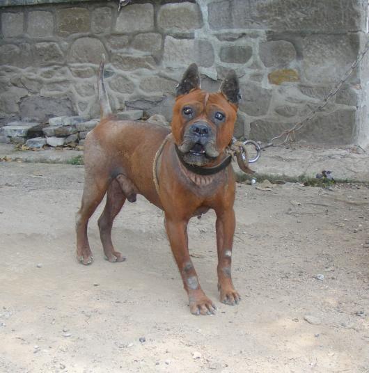 班克尔犬 蒙古獒:蒙古獒是一种优秀的猎犬吗？为什么？