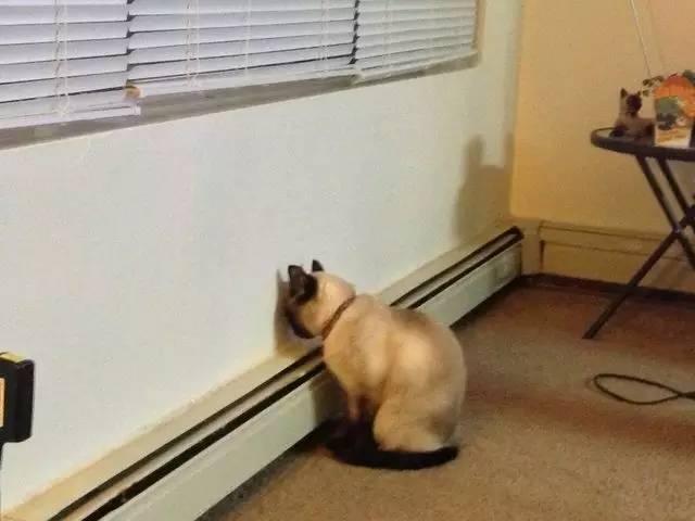 猫咪吃西瓜动图:你家猫咪有哪些特别的癖好？