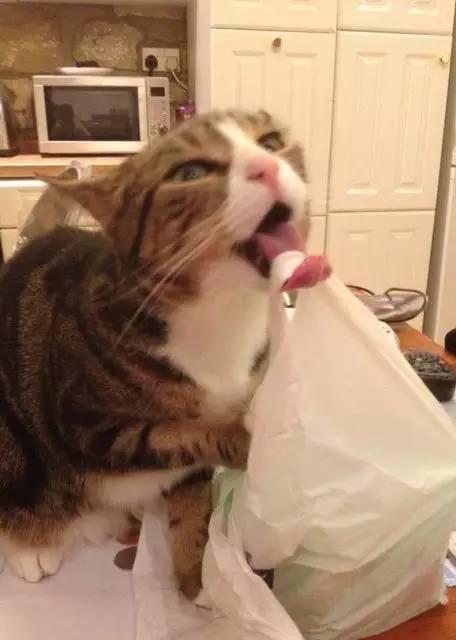 猫咪吃西瓜动图:你家猫咪有哪些特别的癖好？