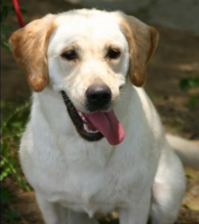 拉布拉多猎犬寿命:拉布拉多犬可以活多少年？
