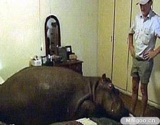 搞笑宠物视频:你见过最奇葩的宠物是什么？ 搞笑宠物视频素材