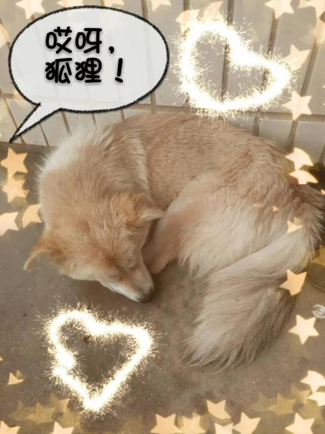 中华田园犬智商排名:中华田园犬的服从性怎么样？