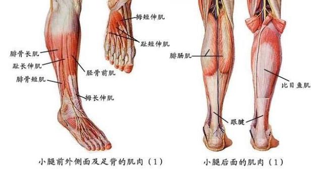 如何练筷子腿:只有小腿粗应该怎么锻炼呢？