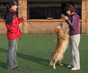 英国激飞猎犬和边牧:泰迪犬打得过边境牧羊犬吗？为什么？