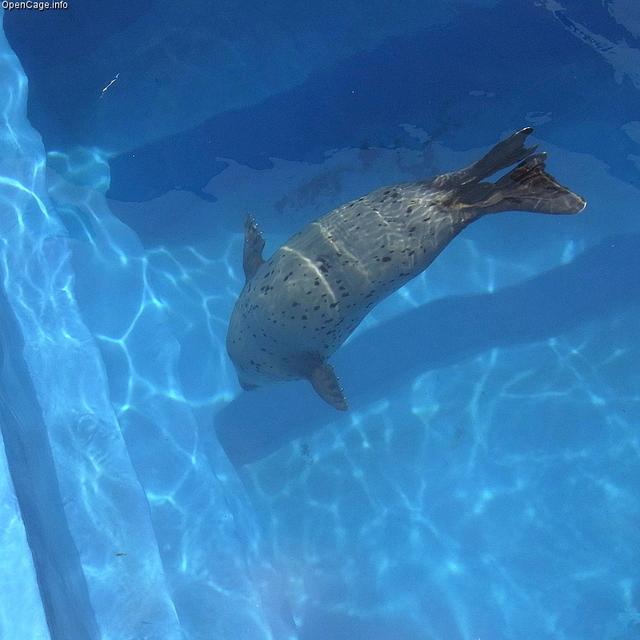 头条问答 如何分辨海豹 海狮 海象 海牛和海狗 13个回答