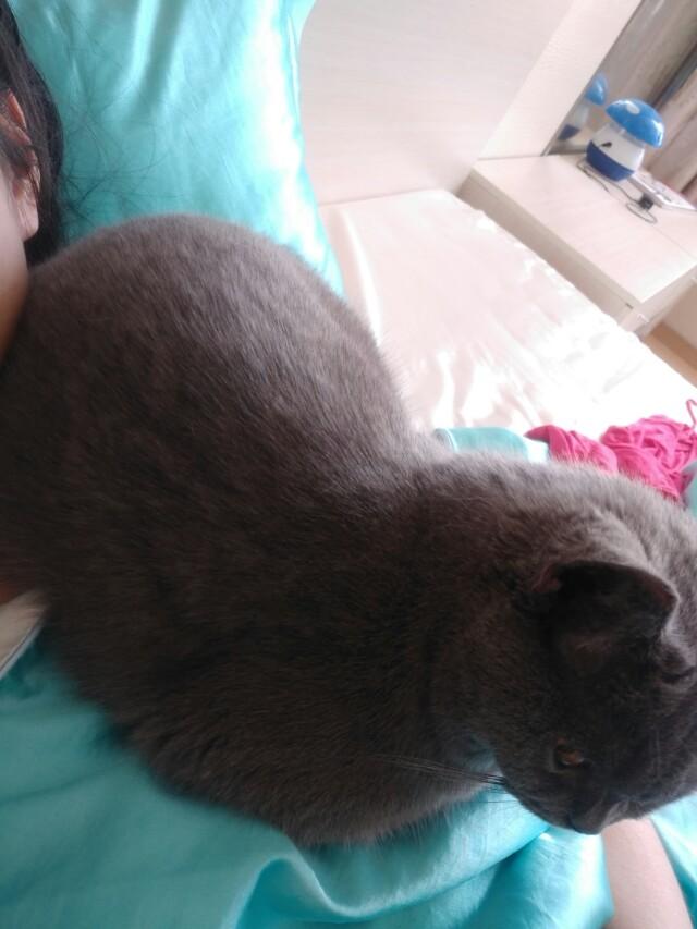 为什么晚上睡觉时猫咪总喜欢靠近自己的头，而且咕噜声还很大？插图21