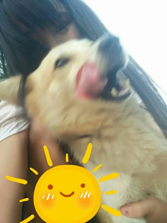 中华田园犬智商排名:中华田园犬的服从性怎么样？
