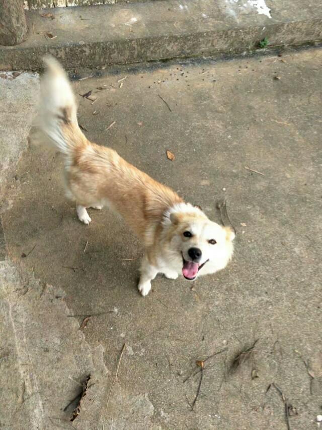 中华田园犬智商排名:中华田园犬的服从性怎么样？