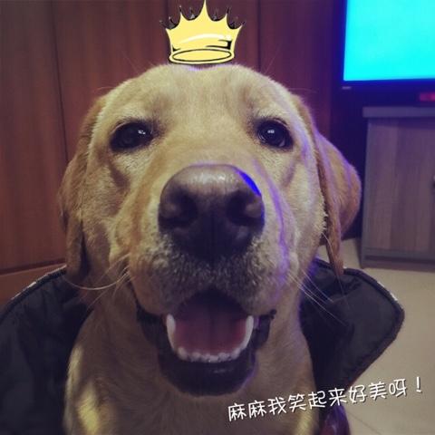 拉布拉多犬和金毛的区别:如何分辨金毛和拉布拉多？ 拉布拉多犬和金毛哪个更适合家养