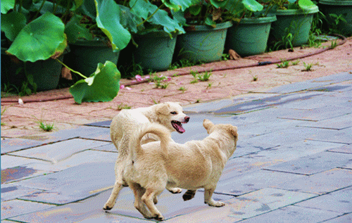 边牧牧羊犬打架视频:为什么边牧喜欢追扑其他狗狗？