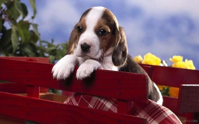 被猫咬千万不要打狂犬疫苗:被猫抓出血了要打狂犬疫苗吗 被猫狗抓伤咬伤后一定要打狂犬疫苗吗？