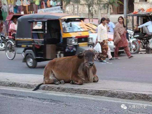 巨星犬舍 杨涛:如何评价印度这个国家？你怎么看？