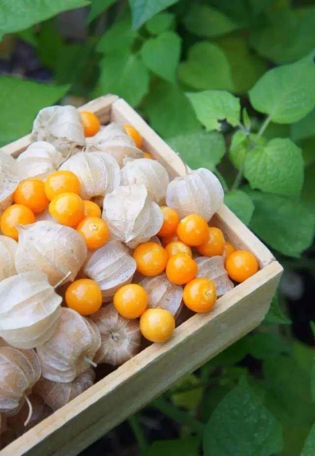 好听的微信水果名字:在东北有一种水果叫姑娘儿，你们那叫什么