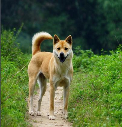 秋田犬蓬夫:秋田犬蓬夫真实事件改编 豺是一种什么动物？和狗有什么关系？