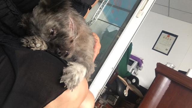 喜乐比猫粮 包邮:要不要收养小区的流浪猫？