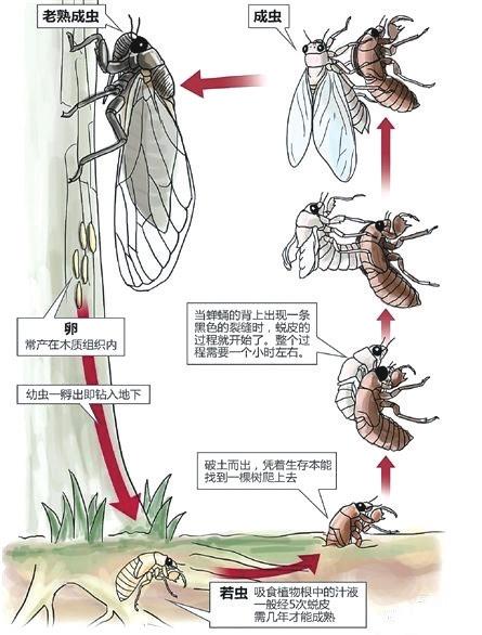 头条问答 是否天越热,蝉叫的越厉害?为什么(37个回答)