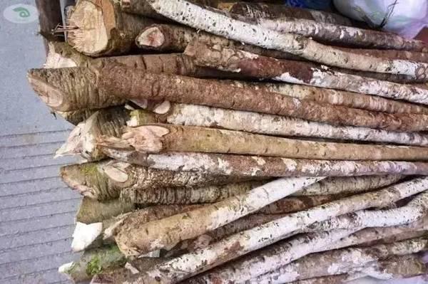 石蚌:石头 听说蛙类只有石蛙才是真正不用喂饲料不在肥水里长，大家说是吗？