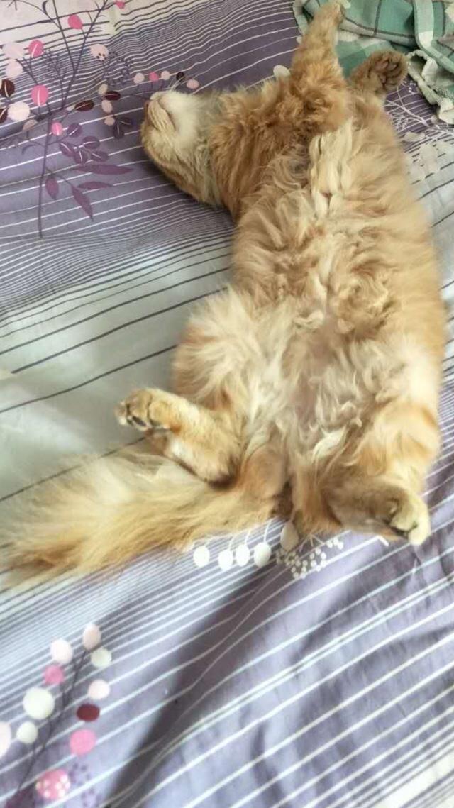 褴褛猫吧:网友养了只田园猫被养蓝猫的同学嫌弃，不是品种猫真的就差吗？
