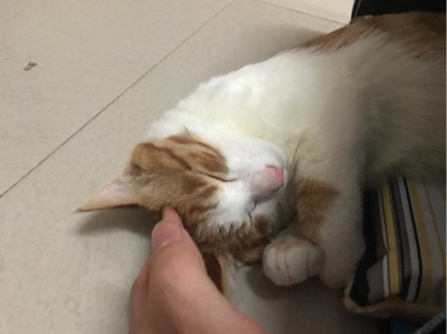 调皮的咖啡猫:你们的猫买的都是什么品种的？养着感觉如何呢？ 爱喝啤酒的咖啡猫
