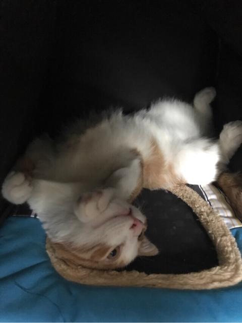 调皮的咖啡猫:你们的猫买的都是什么品种的？养着感觉如何呢？ 爱喝啤酒的咖啡猫