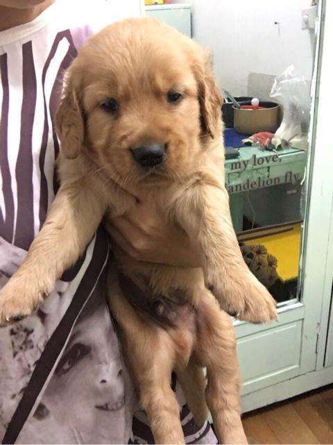 两岁金毛犬价格:我想养一只金毛，金毛一个月大概要花多少钱？ 2岁金毛犬价格