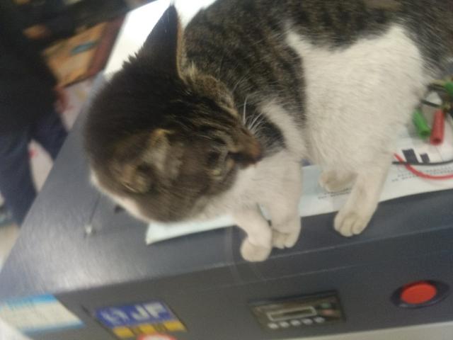 可爱猫咪萌宠图片:你见过哪些漂亮的猫咪，有多漂亮？