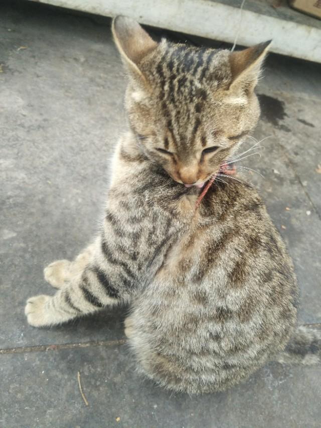 颜值高的漂亮猫咪都有哪些，哪些本土猫咪既好看又好养啊