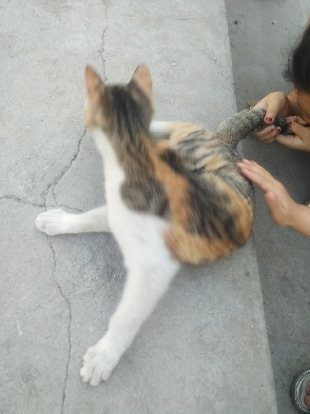 可爱猫咪萌宠图片:你见过哪些漂亮的猫咪，有多漂亮？