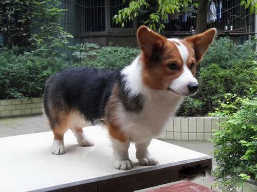 柯基多少钱一只:为什么柯基犬的价钱这么昂贵呢？