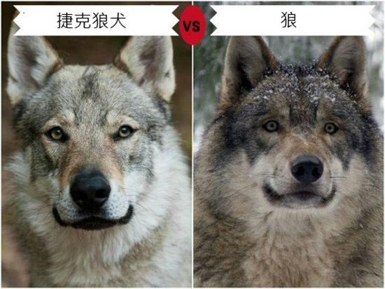 捷克狼犬sitka高清壁纸:狼和哈士奇可以杂交产生后代，那它们的后代具有生殖能力嘛？