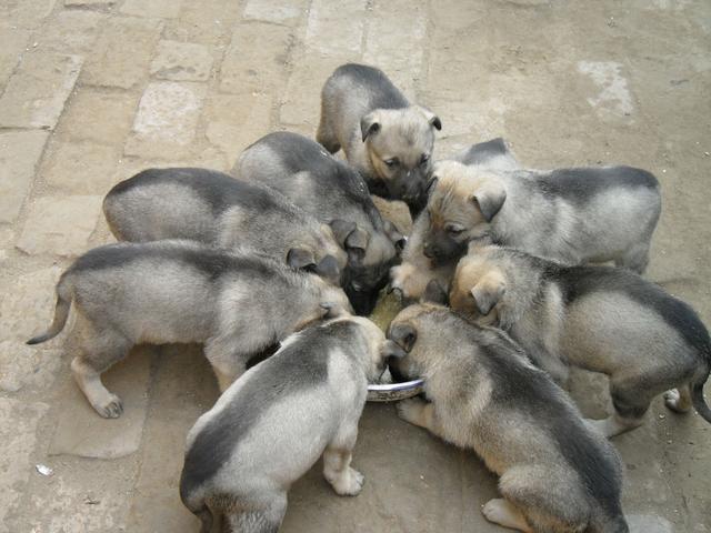 捷克狼犬sitka高清壁纸:狼和哈士奇可以杂交产生后代，那它们的后代具有生殖能力嘛？