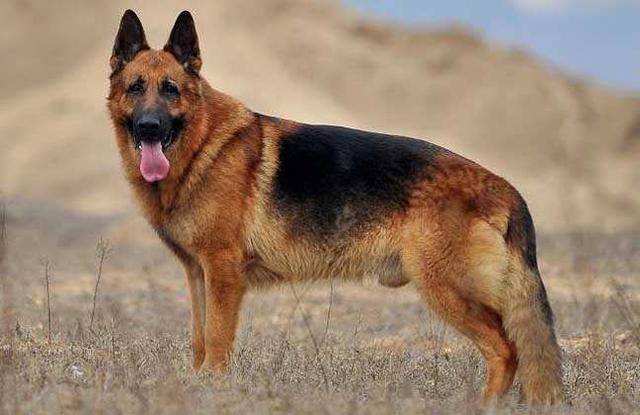 德国牧羊犬价格:买一只德国牧羊犬要多少钱？ 德国牧羊犬价格