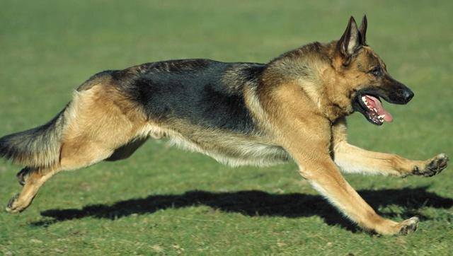德国牧羊犬价格:买一只德国牧羊犬要多少钱？ 德国牧羊犬价格